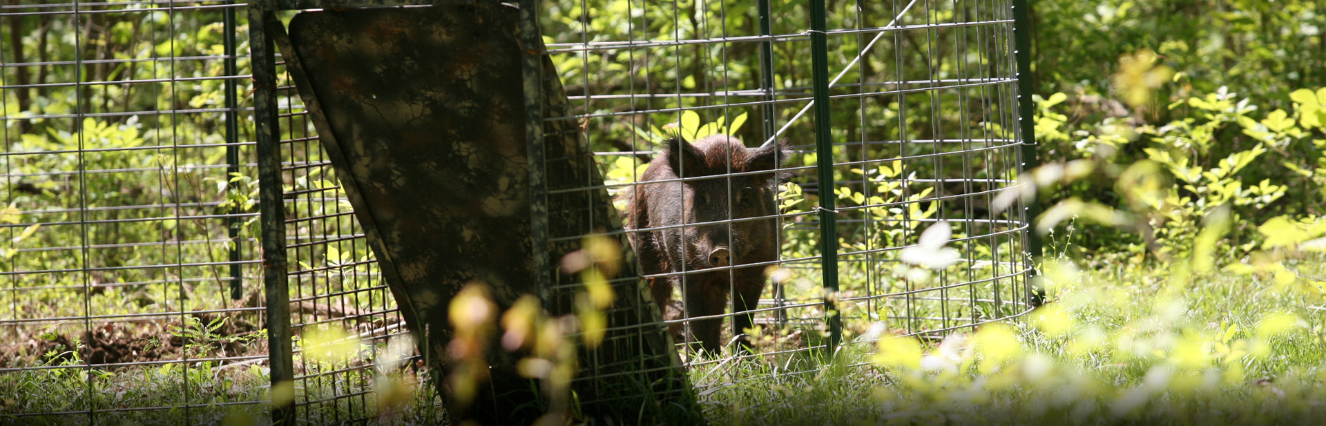 wild-pig-info-kentucky-department-of-fish-wildlife